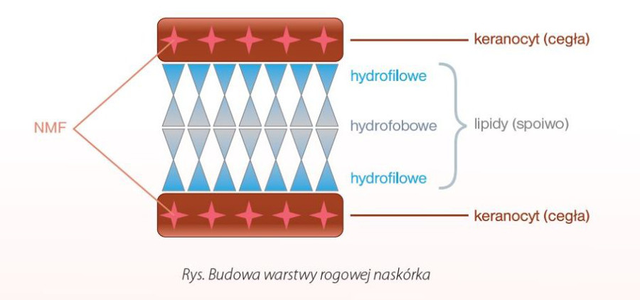 rysunek przedstawiający budowę warstwy rogowej naskórka - Blog BANDI