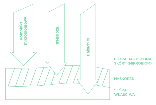 Wielokierunkowe działanie na skórę skłądników aktywnych ekoceutyków linii EcoFriendly Care.