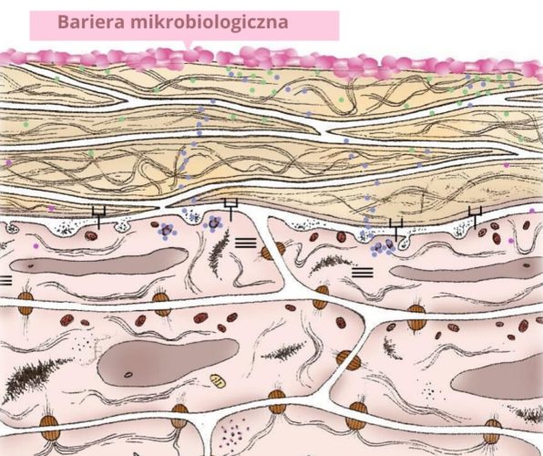 Mikrobiom - ważny element odporności skóry
