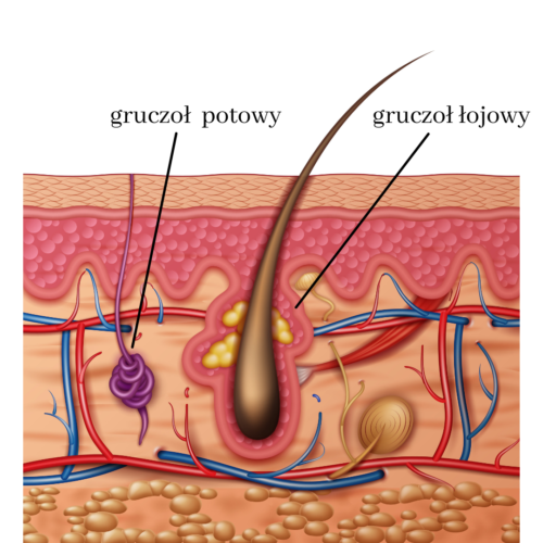płaszcz hydrolipidowy to wydzielina gruczołu łojowego i potowego