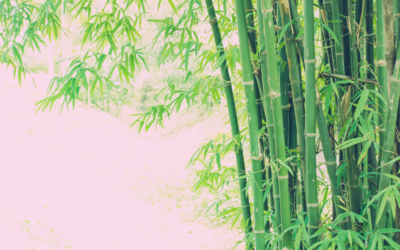 Bioferment z bambusa dla promiennej i gładkiej skóry