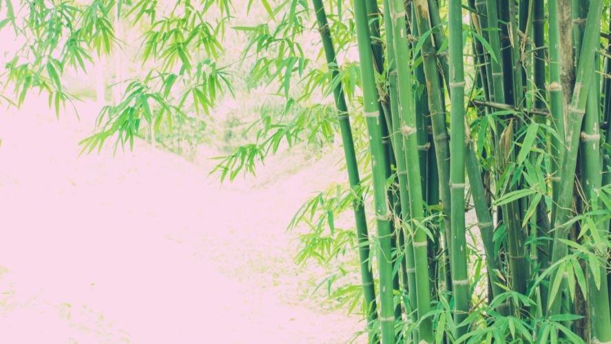 bioferment z bambusa w kosmetykach