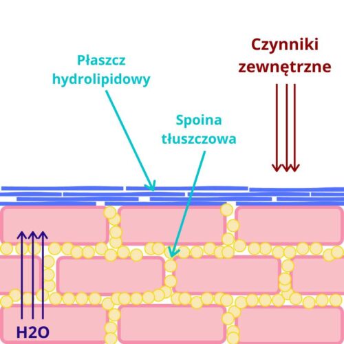 skóra
