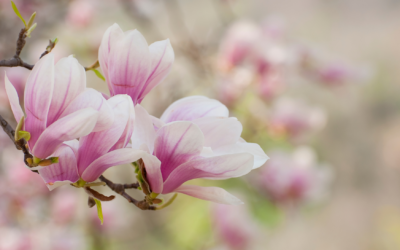 Magnolia – piękny kwiat i cenny składnik kosmetyczny