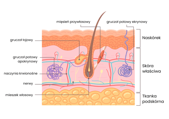 tłusta skóra - gruczoł łojowy