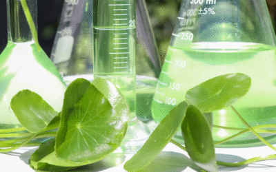 Centella asiatica – jak działa w kosmetykach?