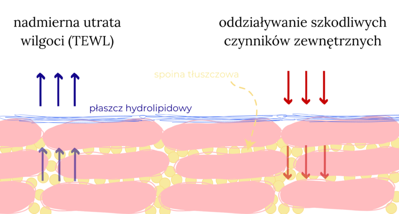 cement międzykomórkowy